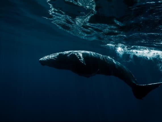 Организацию Parley for the Oceans наградят за инновации в моде