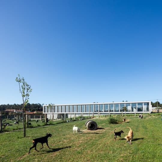 Raulino Silva Arquitecto построили отель для собак и кошек в Португалии
