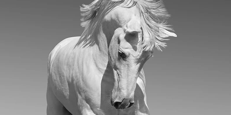 Выставка фотографий Ирины Казариди «HORSES»