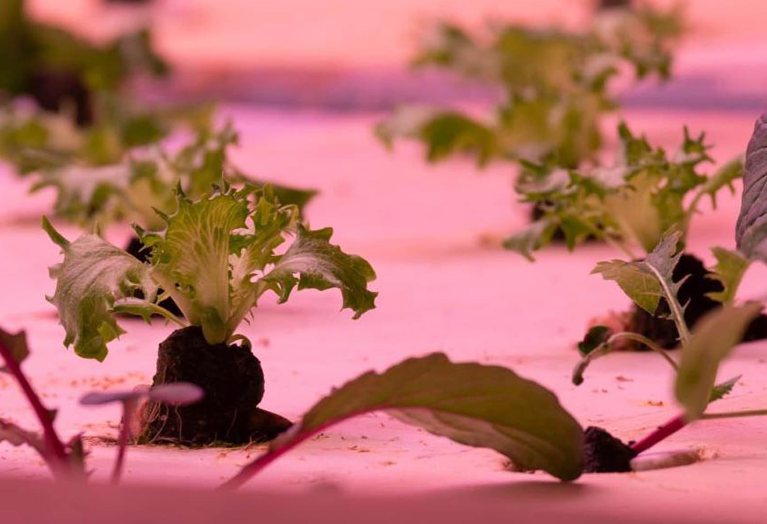 Aquaponic city farming, Phood Farm. Фото: © Phood Farm