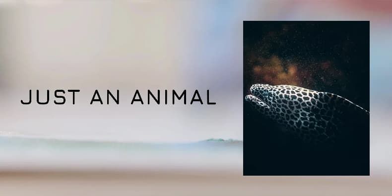 Just an animal