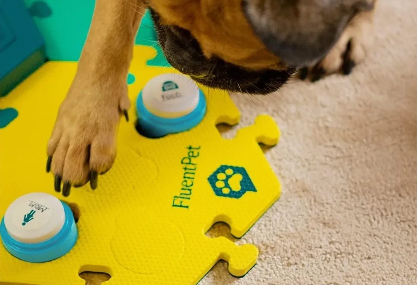 Кнопочная система для общения с питомцами Connect, FluentPet. Фото: FluentPet