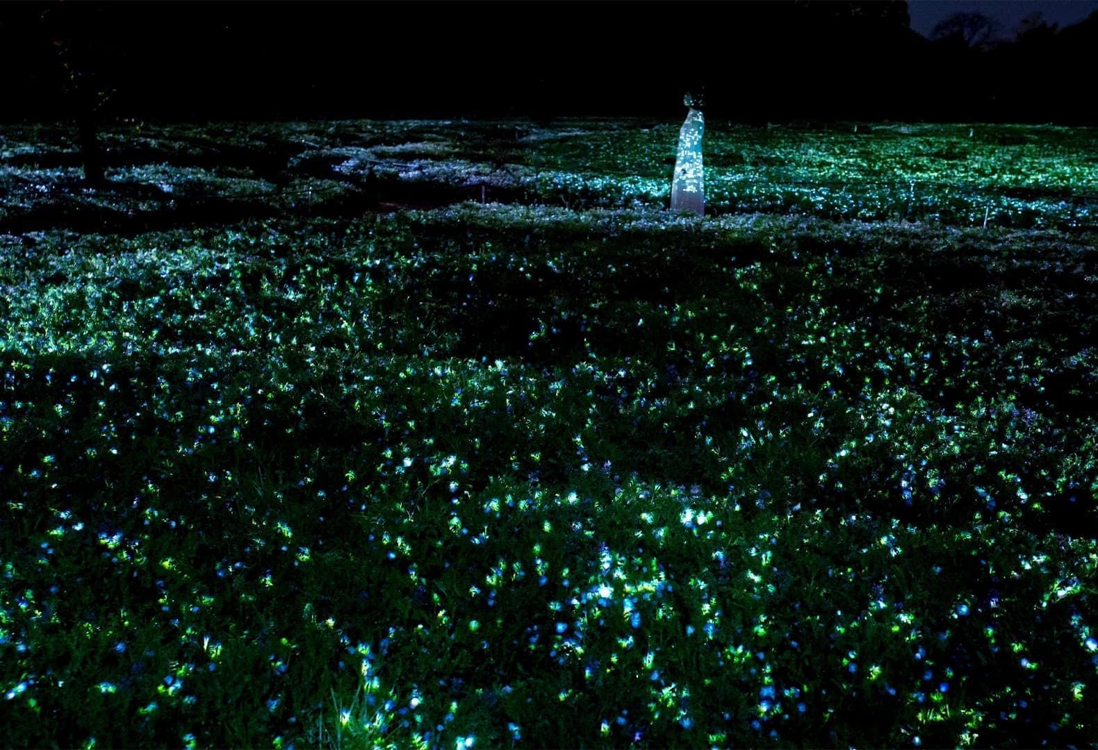 teamLab, Life is Flickering Light Floating in the Dark – Nemophila. Фото: © teamLab